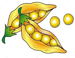卡通黄豆