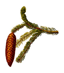 草药云杉