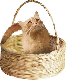 竹篮里的小猫