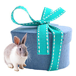 可爱的小兔子和新年礼物