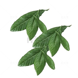 枇杷叶素材
