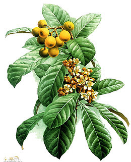 枇杷花手绘