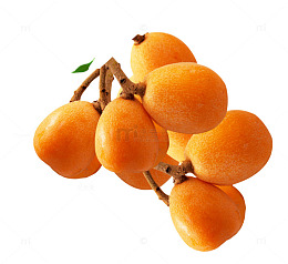 枇杷素材图片