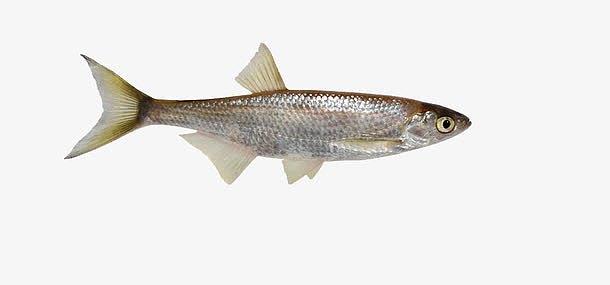 动物世界图片-动物世界素材-觅元素