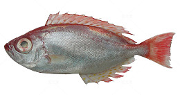 短尾大眼鲷短尾大眼鲷