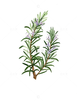 植物迷迭香素材