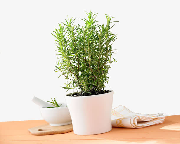 盆栽迷迭香凝神植物素材免费下载_觅元素