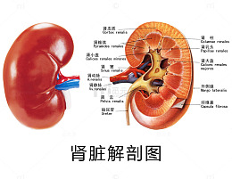 肾脏解剖图素材