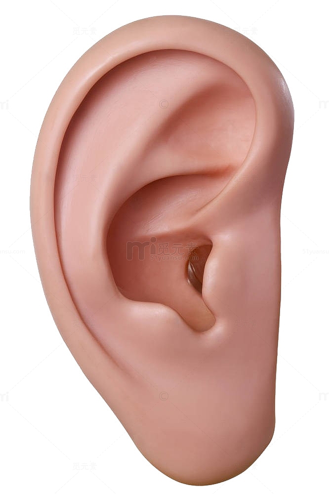耳朵模型图片