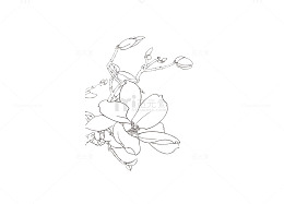 线稿花朵