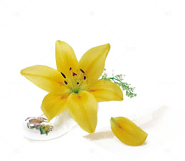 一朵黄色小花