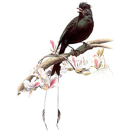黑色枝头小鸟