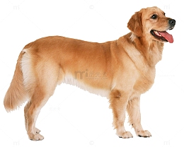 一条金毛狗