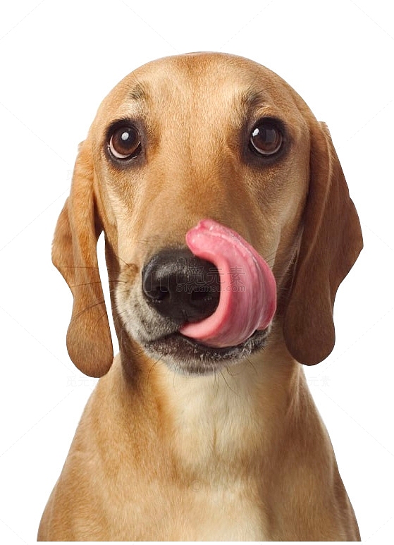 可爱吐舌头的狗狗