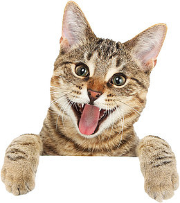 吐舌头的猫