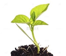 土里冒出的树苗