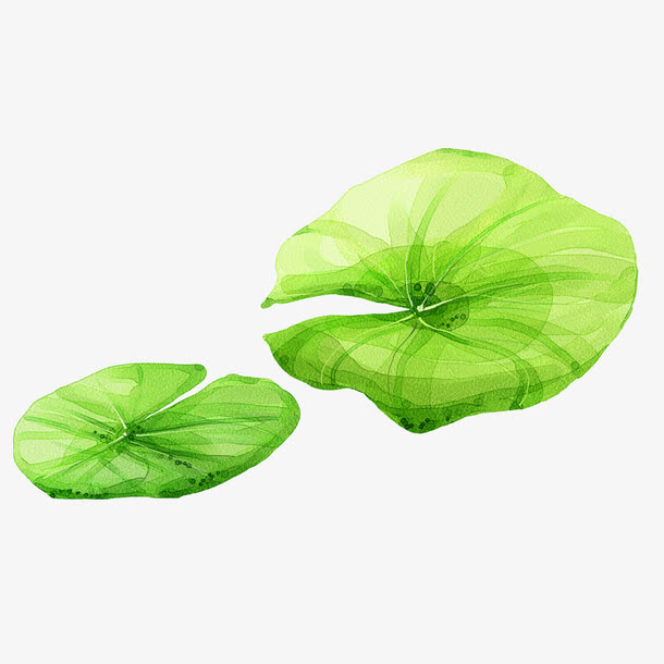 清新淡雅美丽荷叶免抠图素材免费下载_觅元素