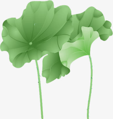 荷叶素材免费下载_觅元素