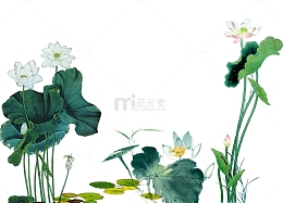 池塘里的荷花