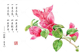 诗经花朵插画配图