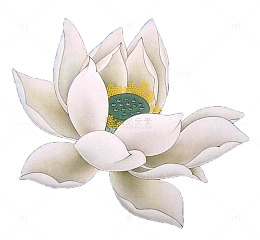 手绘荷花