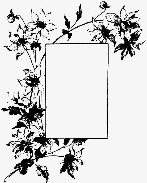黑白植物花朵留白插图