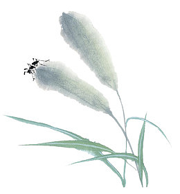 芦苇上的小虫子水彩画