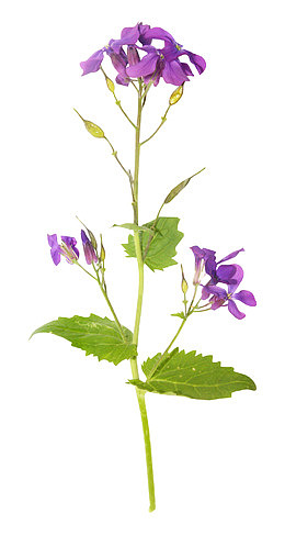 藏红花花枝