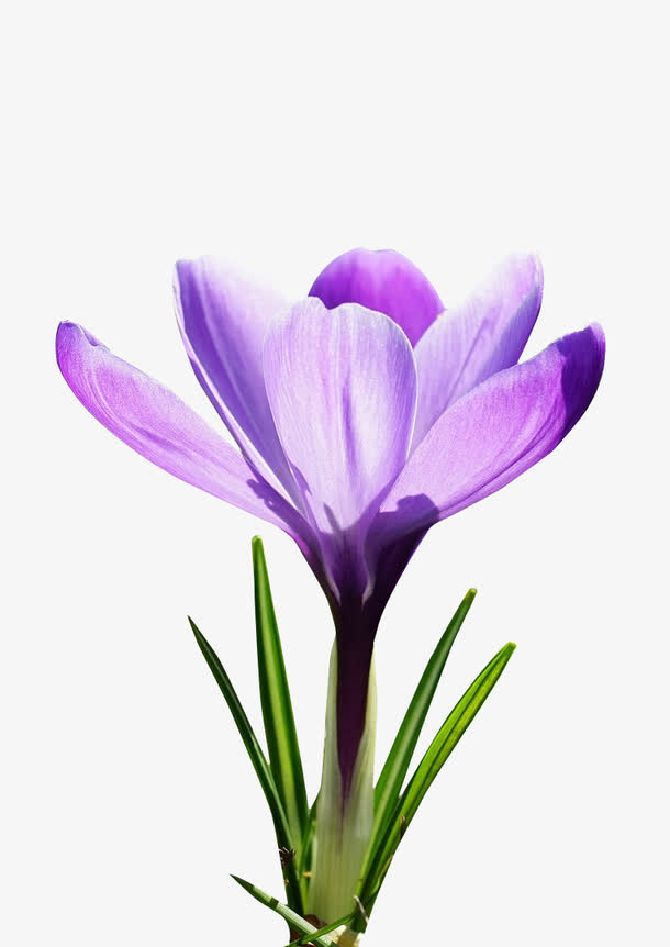 藏红花素材免费下载_觅元素