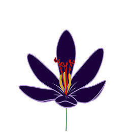 藏红花 花卉