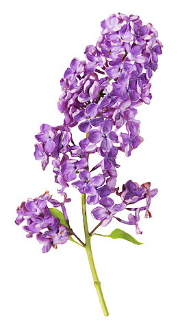 漂亮藏红花花枝
