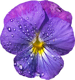 漂亮藏红花水珠