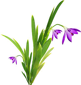 漂亮藏红花花枝