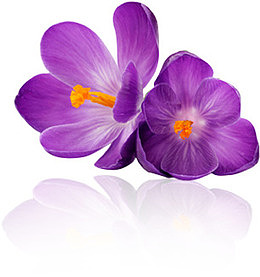 藏红花 花卉 花