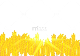 金黄色的稻谷