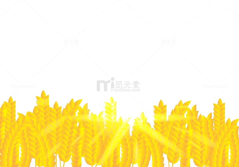 金黄色的稻谷