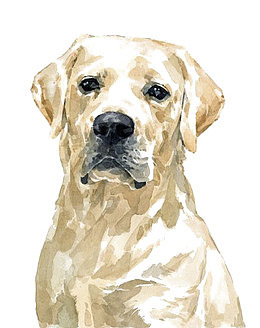 水彩金毛犬
