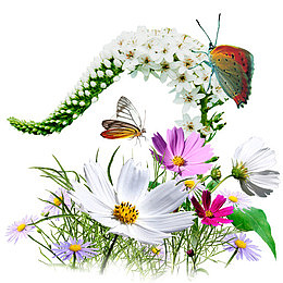 Flowers Wildflowers Icon