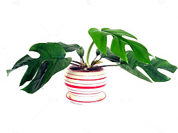易生长植物