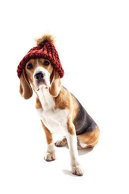 可爱的宠物狗写真