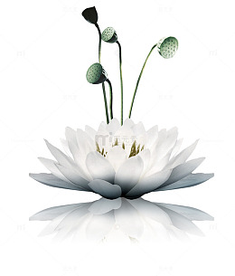莲花