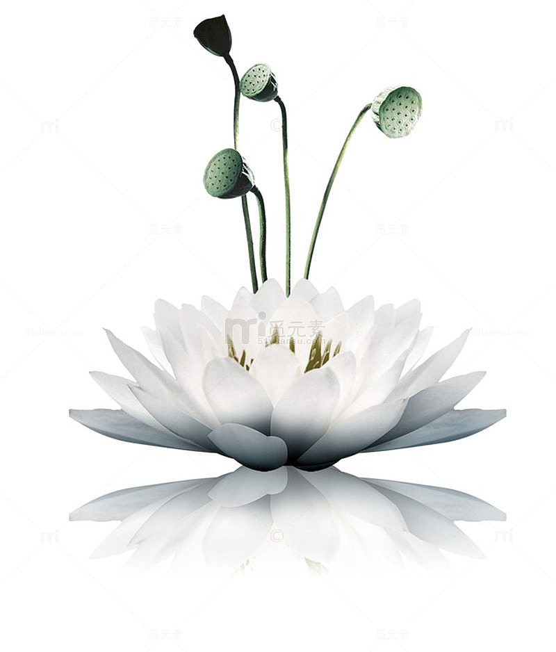 莲花