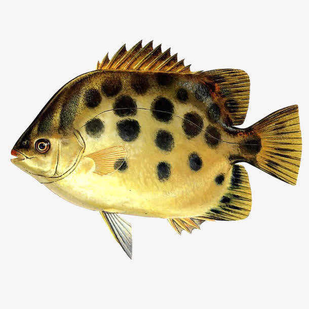 观赏鱼素材免费下载_觅元素