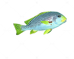 卡通海鱼