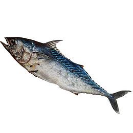 秋刀鱼手绘画素材图片