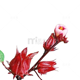 洛神花开花图片素材