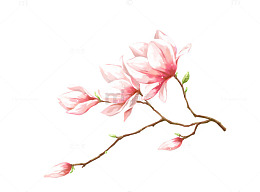 手绘粉色桃花