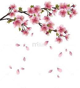 桃花花瓣掉落
