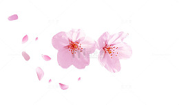 粉色桃花朵朵