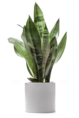 绿色植物盆栽大叶子免扣png